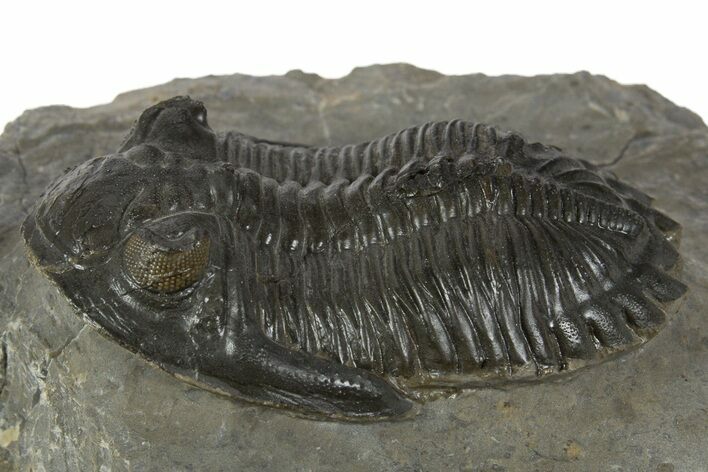 Hollardops Trilobite Fossil - Orange Eye Facets In Left Eye #345172